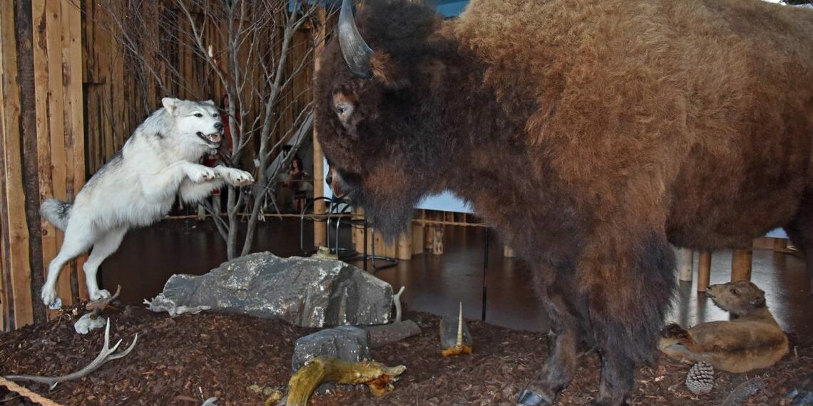 Bison_Wolf_Indian Land Museum